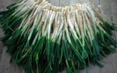 Go Nuts for Calcots!
