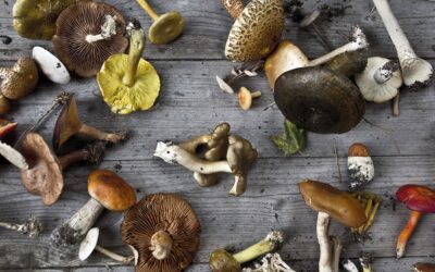 Mushroom Hunting in November!