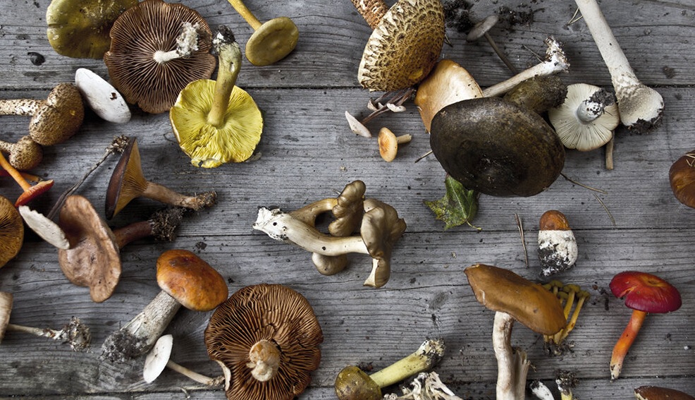 Mushroom Hunting in November!